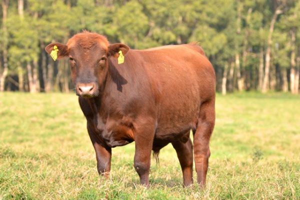 Cooperalian&ccedil;a realizar&aacute; palestras e dia de campo durante Expogua