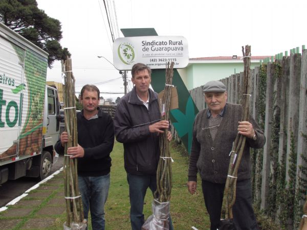 Produtores adquirem mudas de Nogueira Pec&atilde; 