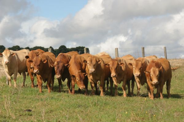 Uma ra&ccedil;a r&uacute;stica, adaptada naturalmente ao clima brasileiro