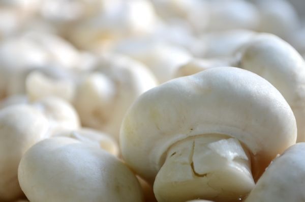 Empreendendo no campo