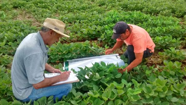  Inscri&ccedil;&otilde;es abertas para curso Inspetor de Campo MIP em Soja
