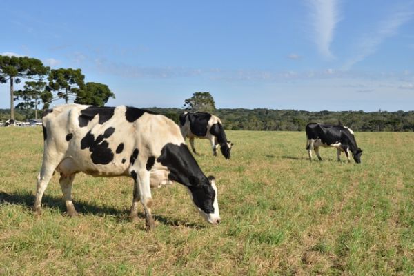 Simp&oacute;sio do Leite: prazo para patrocinar se encerra dia 6
