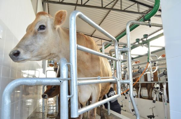 Inscri&ccedil;&otilde;es abertas para II Simp&oacute;sio Regional de Bovinocultura de Leite