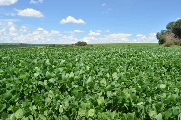  Produtores rurais j&aacute; est&atilde;o autorizados a plantar soja no Paran&aacute;