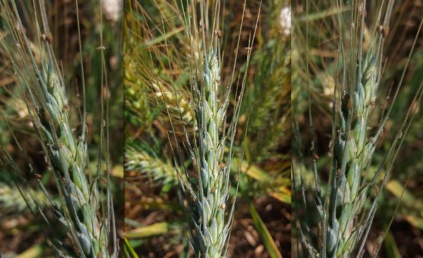 Alerta: clima favorece a incid&ecirc;ncia de pulg&otilde;es no trigo