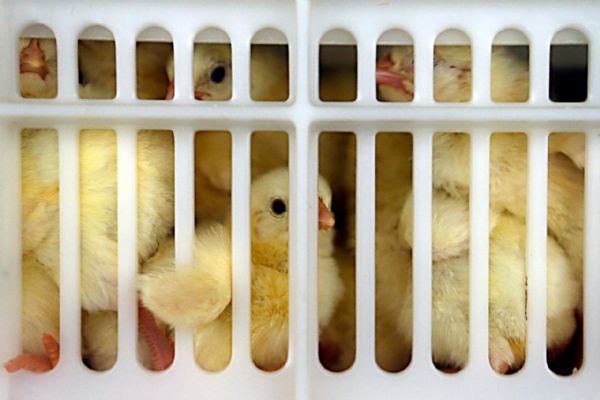 Setor av&iacute;cola afasta amea&ccedil;a de crise e fecha 1º semestre com 12 mil novos empregos