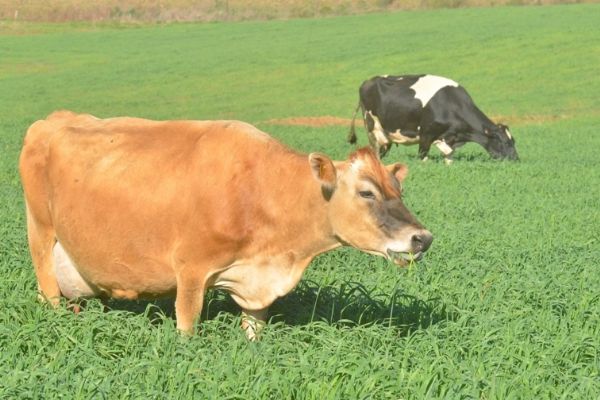 Professor apresenta proposta de trabalho acad&ecirc;mico em propriedades