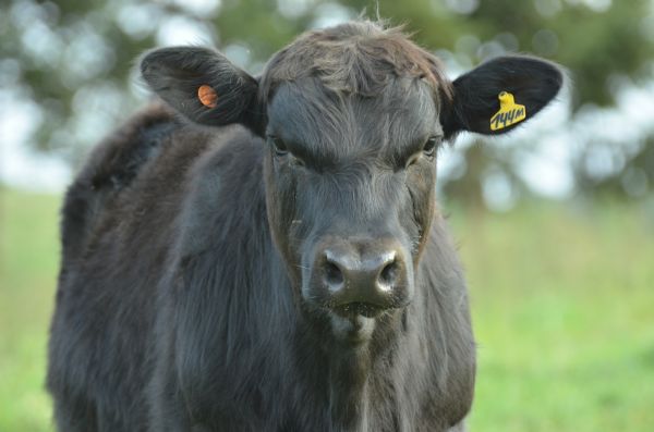 Sindicato Rural vai sediar curso de Auxiliar de Veterin&aacute;rio & Zootecnia 