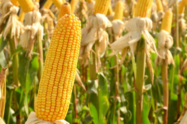 Milho: Centro-Sul do PR segue com redu&ccedil;&atilde;o de &aacute;rea