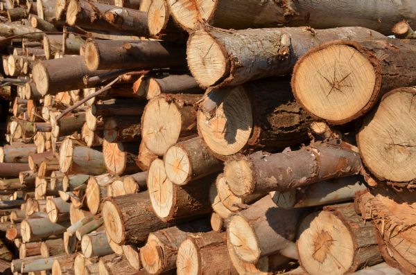 Sindicato Rural e Sindusmadeira promovem 3º Conselho Tem&aacute;tico da Madeira