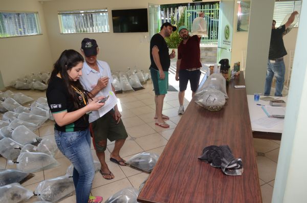 Sindicato Rural de Guarapuava e Piscicultura Progresso entregam mais de 45 mil alevinos