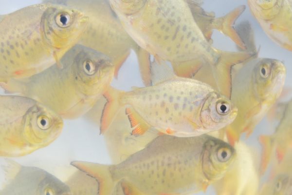 Entrega de alevinos ser&aacute; realizada nesta quinta-feira (8)