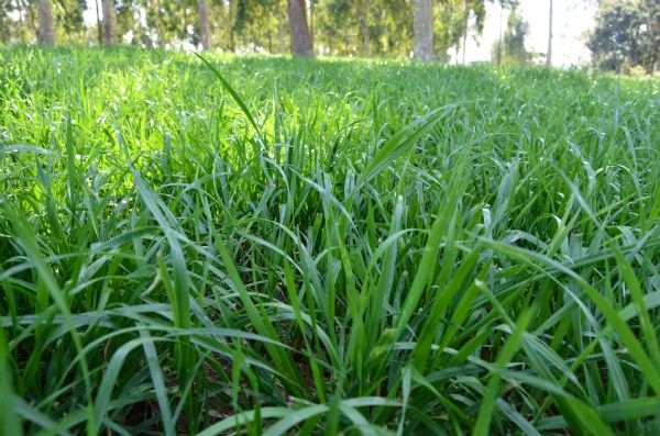  Reforma de pastagem com semente incrustada possui rebrote elevado