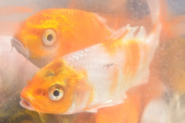 Sindicato Rural: primeira entrega de encomendas de alevinos acontece dia 8 de fevereiro