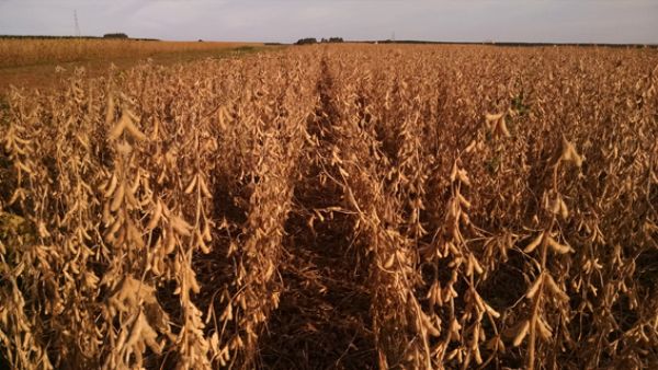 Nova cultivar de soja favorece manejo da ferrugem-asi&aacute;tica