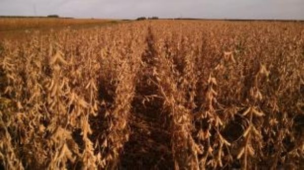  Desafios para produ&ccedil;&atilde;o de soja s&atilde;o tema de Dia de Campo da Embrapa