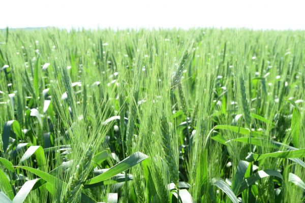 Paran&aacute; quer reajuste no pre&ccedil;o m&iacute;nimo para o trigo