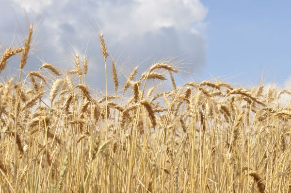 Trigo paulista registra crescimento de 10% na produ&ccedil;&atilde;o em ano dif&iacute;cil para o setor nacional