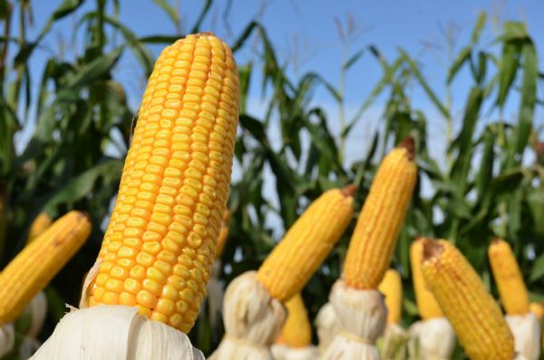 Pre&ccedil;os da soja e milho beneficiam produtor 